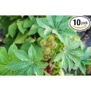 Fresh Castor Leaves, Fresh Arandi Ke patte, Organic, 200g, For Home Remedies & Health (E-com)