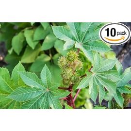 Fresh Castor Leaves, Fresh Arandi Ke patte, Organic, 200g, For Home Remedies & Health (E-com)